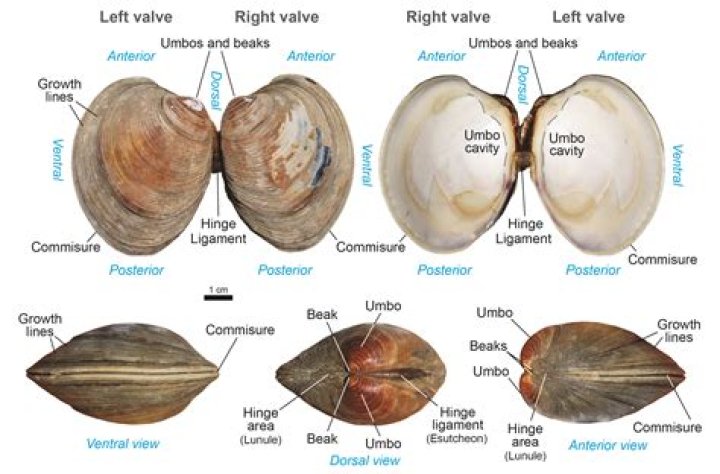 Are alaric's twins siphons?