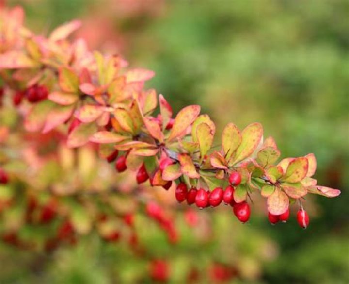 Are all barberry invasive?