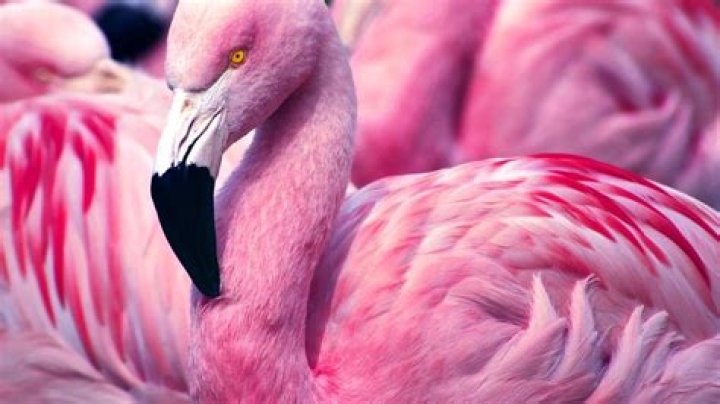 Are all flamingos female?