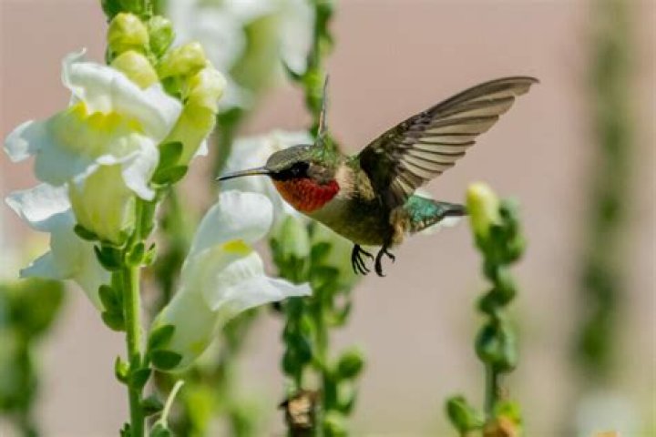 Are all hummingbirds territorial?