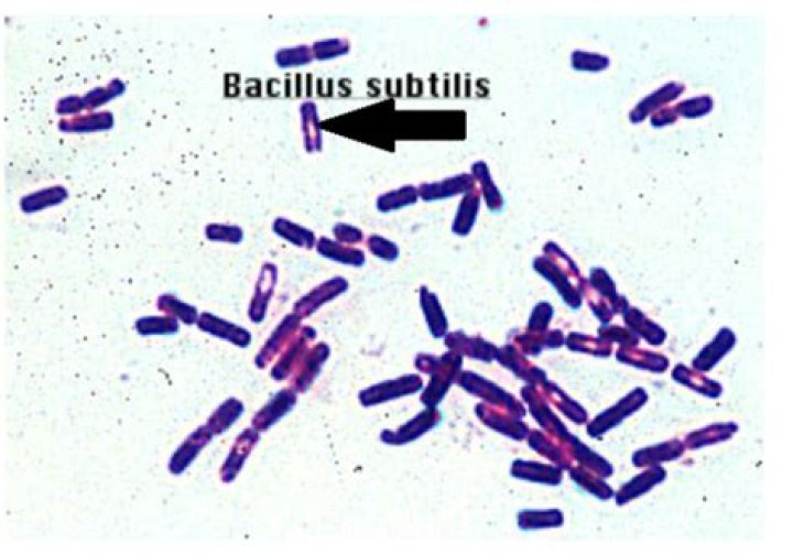 Are bacillus subtilis motile?