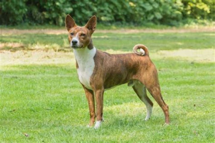 Are basenjis good for first time owners?