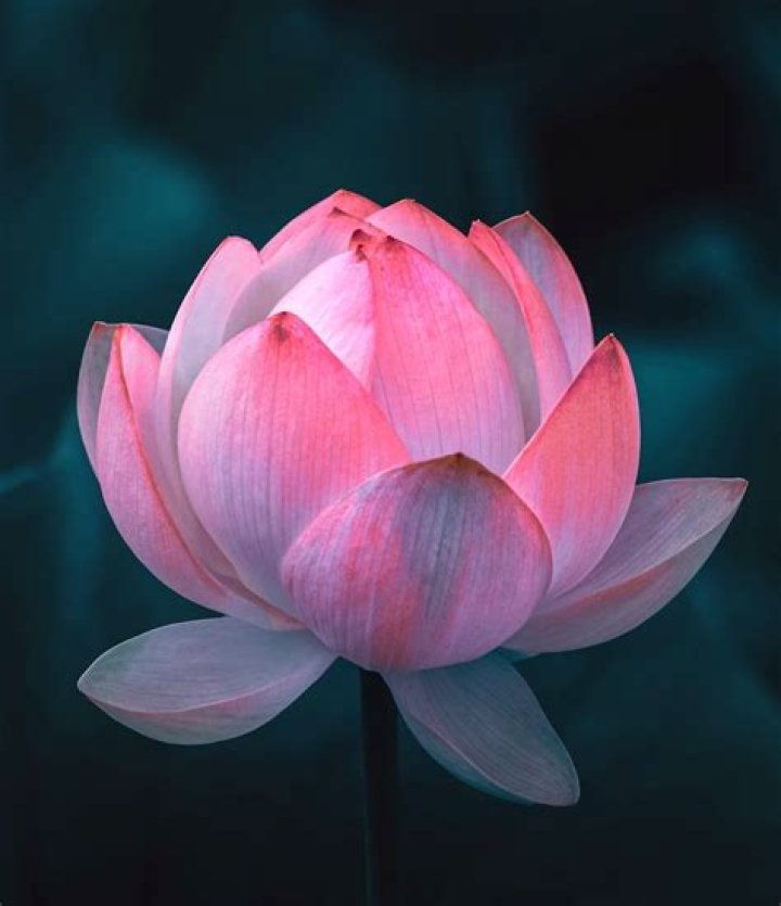 Are black lotus real?
