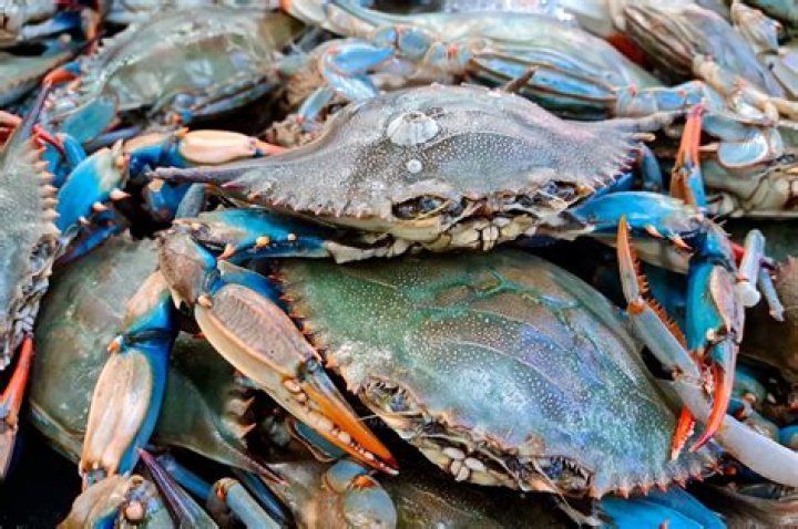 Are blue crabs overharvested?