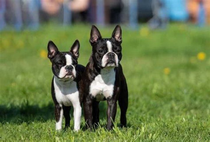 Are boston terriers good running dogs?