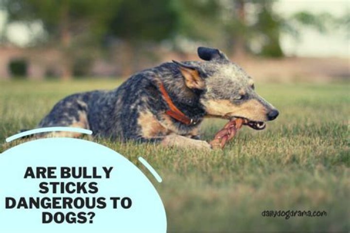 Are bully sticks dangerous?