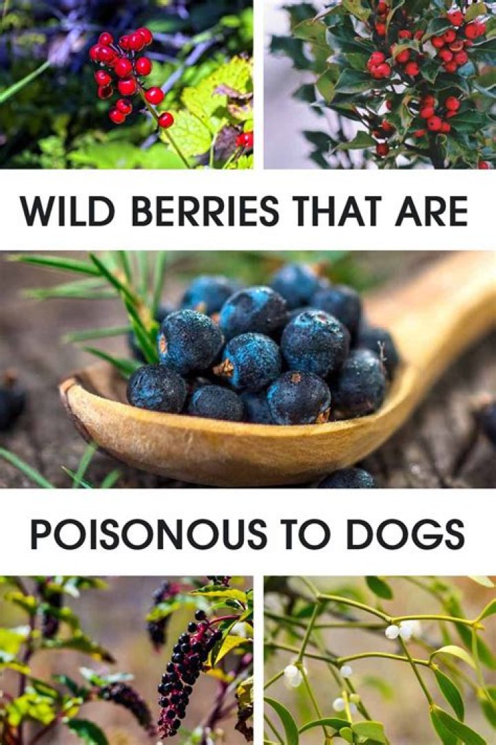 Are callicarpa berries poisonous to dogs?