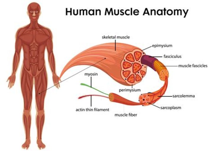 Are calves only genetic?