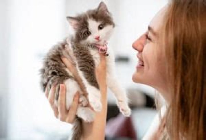 Are cats easier to care for than dogs?