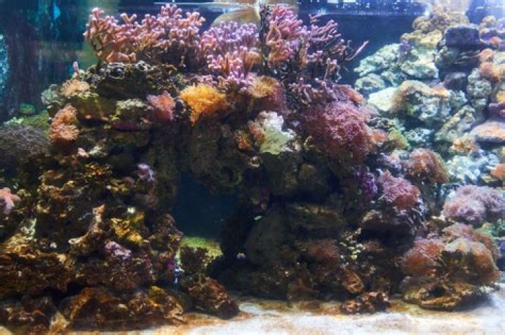 Are cnidarians filter feeders?