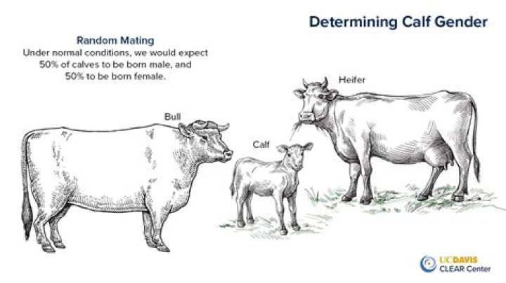 Are cows only female?