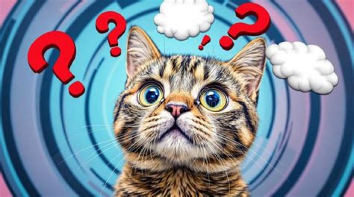 Are curious cat questions anonymous?