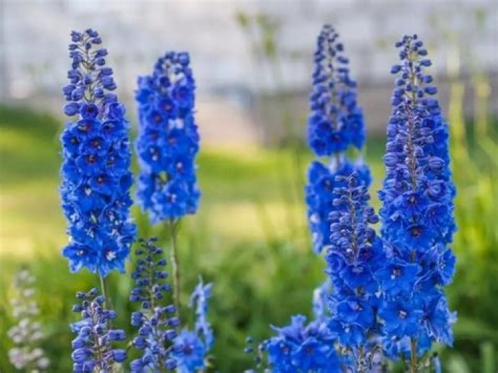 Are delphinium deer resistant?