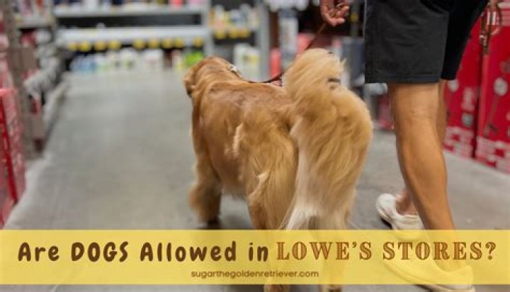 Are dogs allowed in lowes?