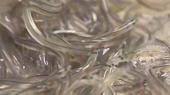 Are elvers baby eels?