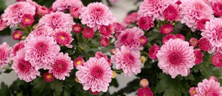 Are fleurette mums perennials?
