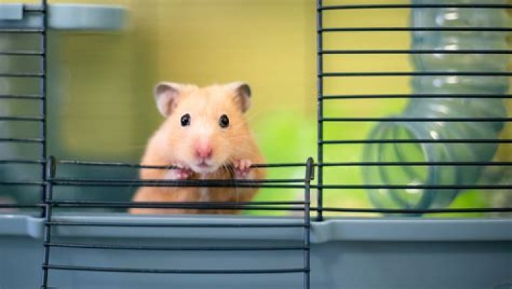 Are hamsters good pets?