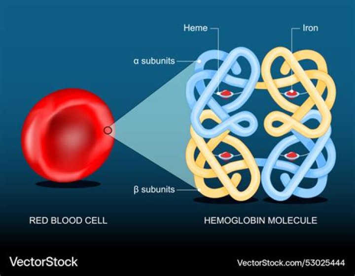 Are hematocrit and hemoglobin the same thing?