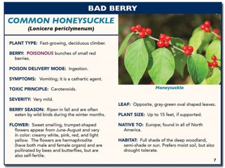 Are honeysuckle berries poisonous?