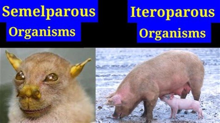 Are humans semelparous or iteroparous?