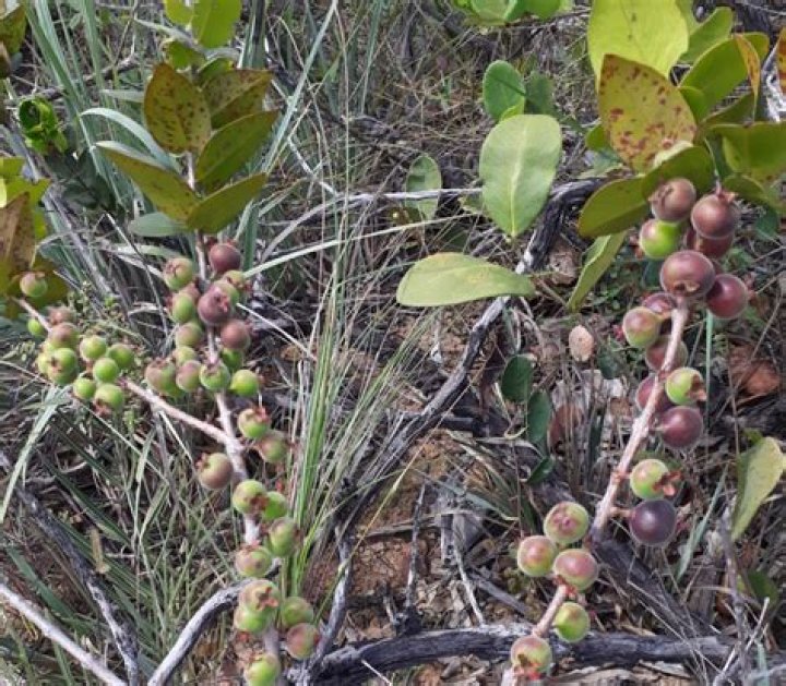 Are jaboticaba seeds edible?