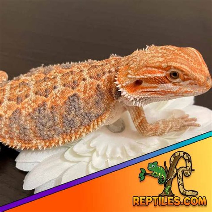 Are leatherback bearded dragons hard to care for?
