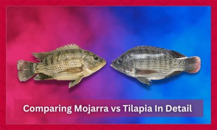 Are mojarra and tilapia the same?