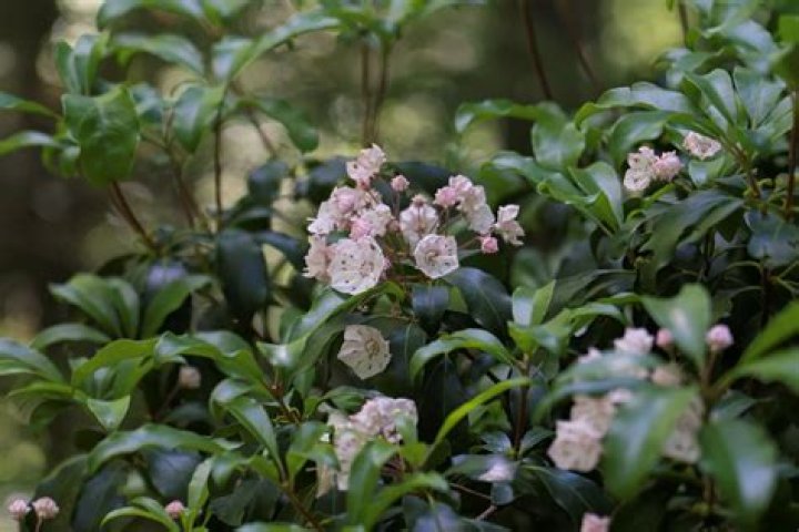Are mountain laurels evergreen?