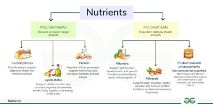 Are nutrients needed by the body to produce energy?
