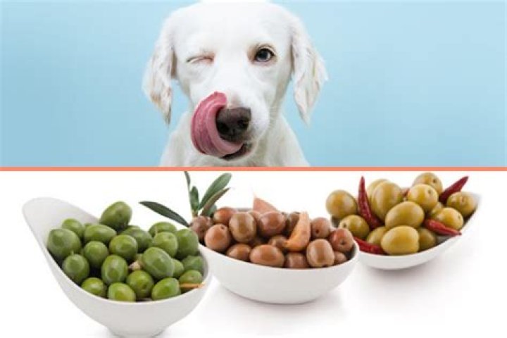 Are olives bad for dogs?