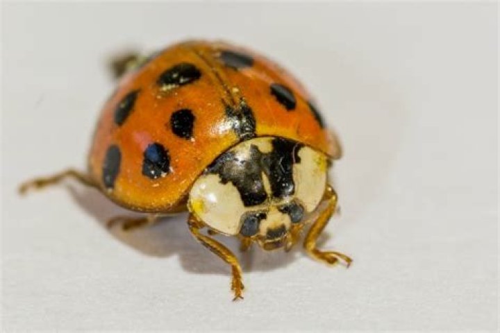 Are orange ladybugs poisonous?