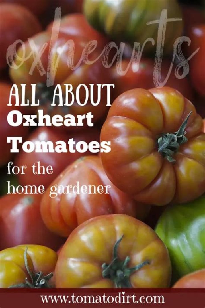 Are oxheart tomatoes indeterminate?