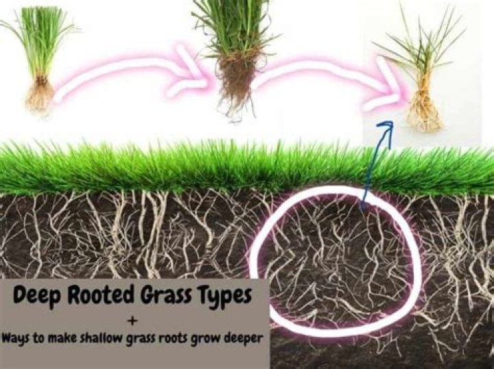 Are pampas grass roots deep?