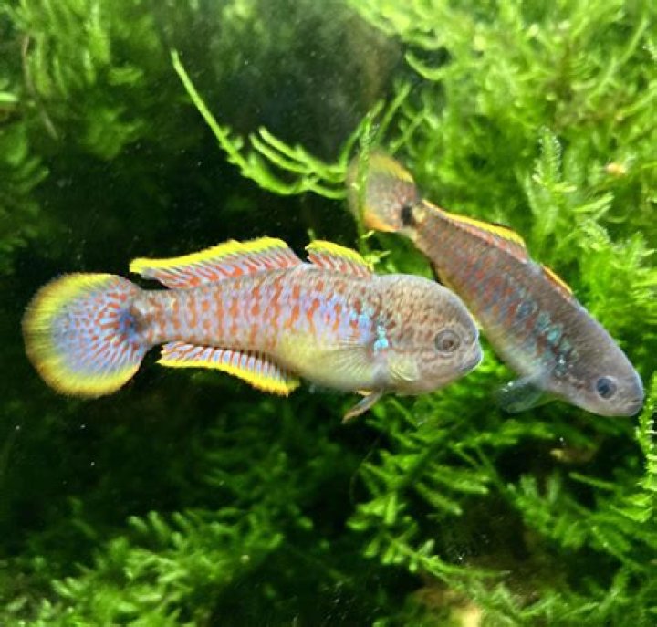 Are peacock gudgeons bottom dwellers?