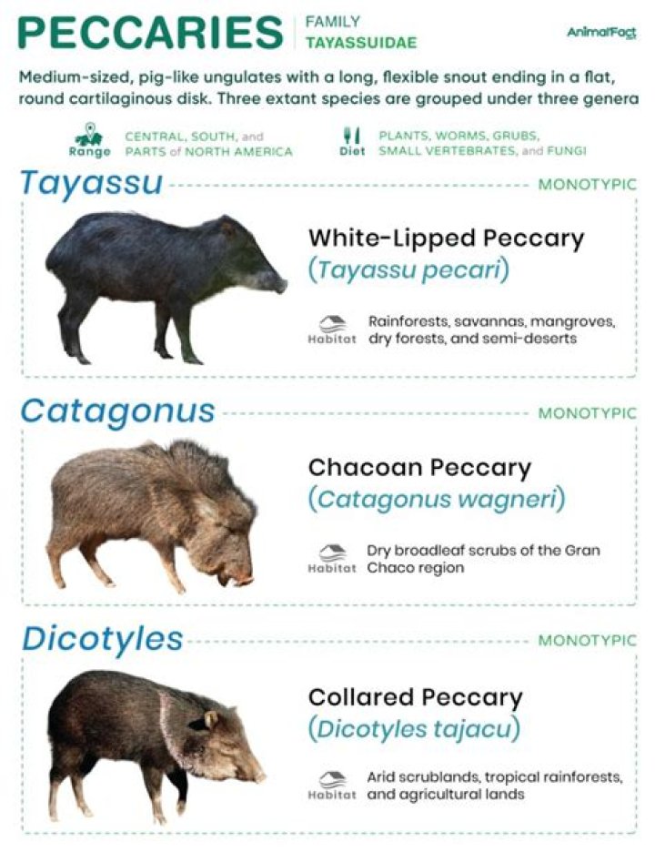 Are peccaries native to north america?