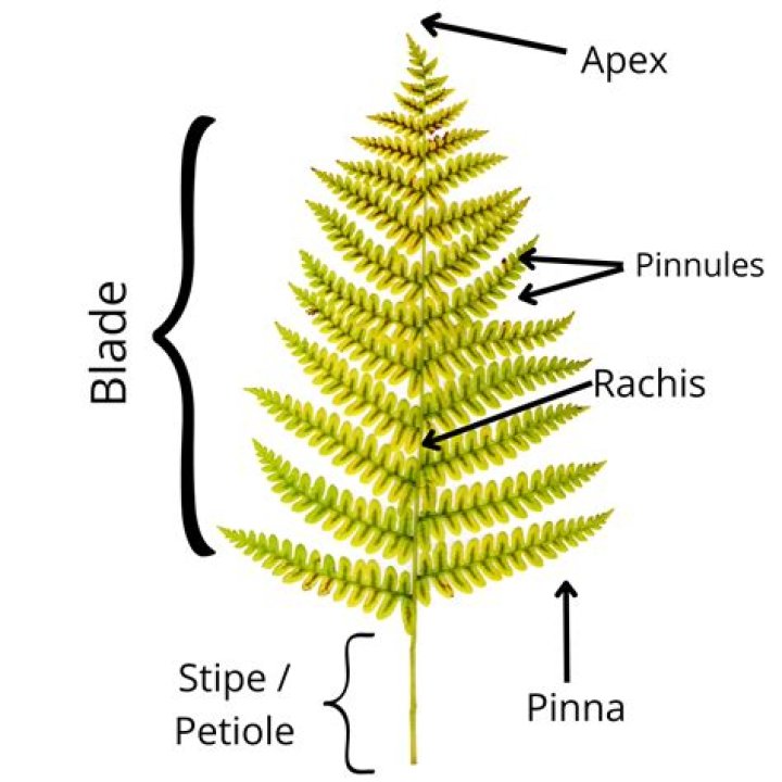 Are petiole and rachis the same?
