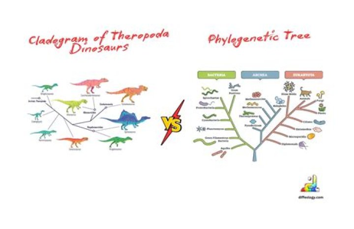 Are phylogenetic trees the same as cladograms?