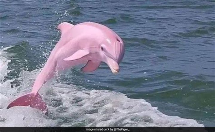 Are pink dolphins real?