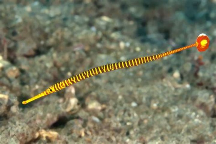 Are pipefish reef safe?
