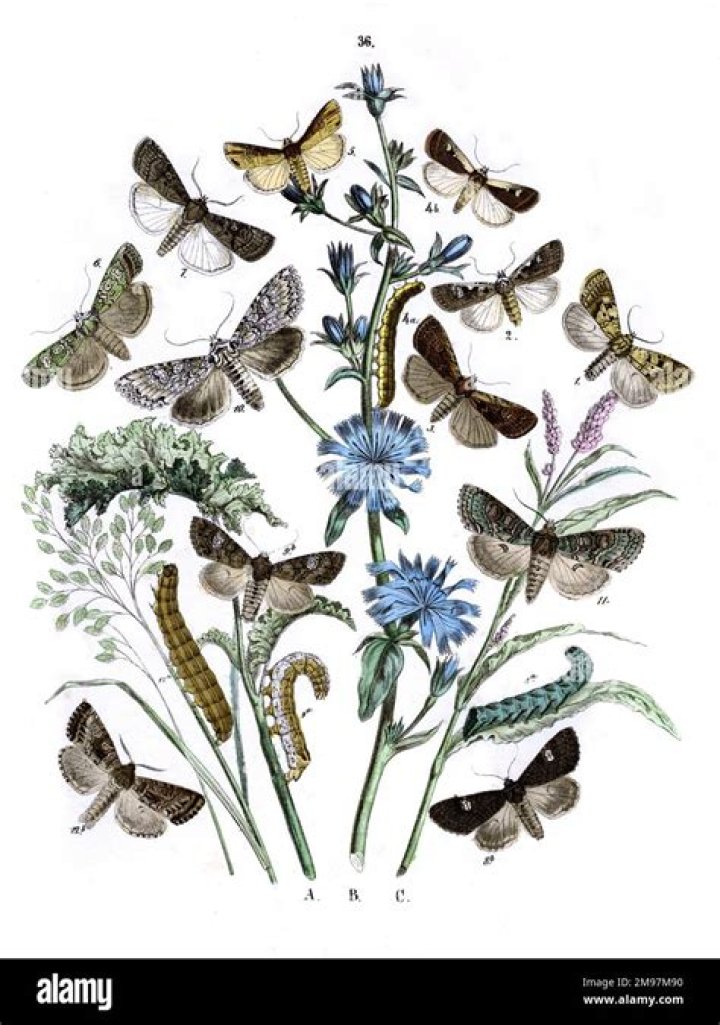 Are polygonum and persicaria the same?