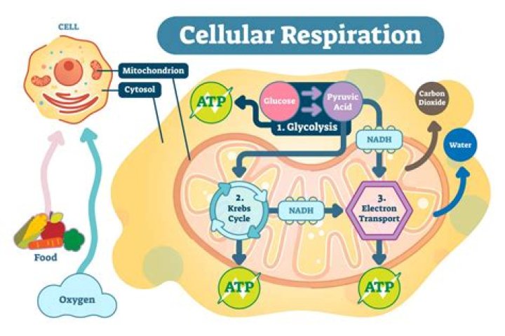 Are products of cellular respiration?