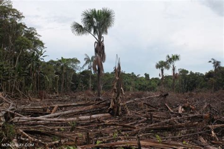 Are rainforests being cut down?