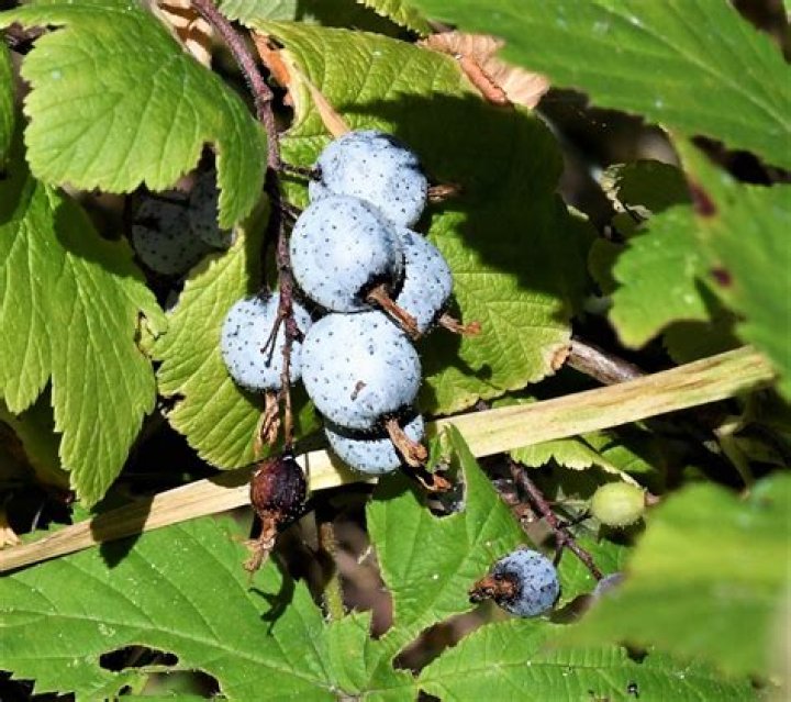 Are ribes sanguineum berries edible?
