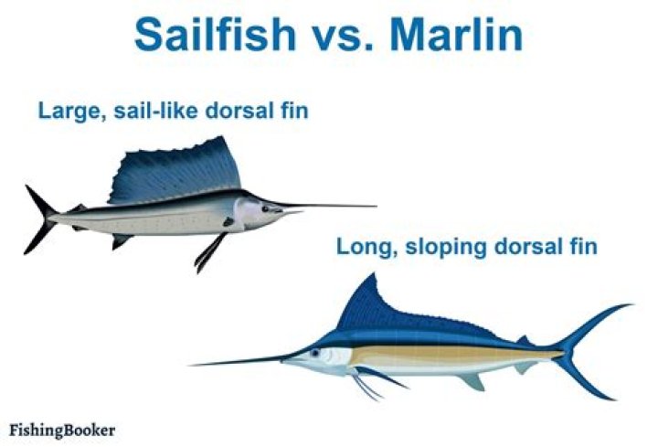 Are sailfish and marlin the same?