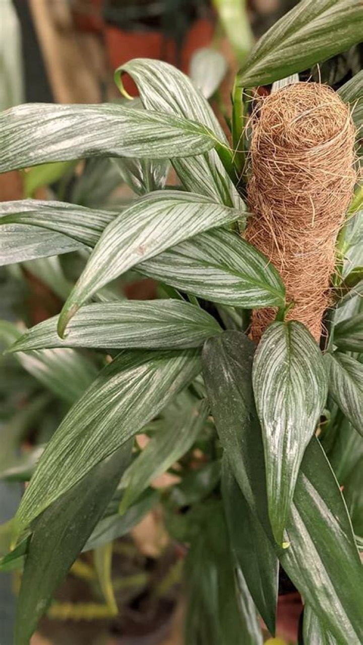 Are scindapsus and epipremnum the same?