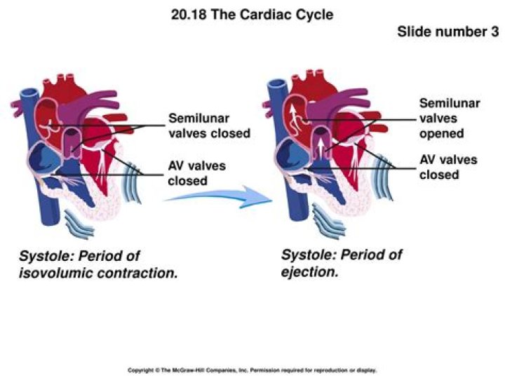 Are semilunar valves open during systole?