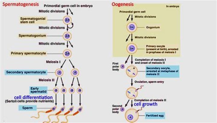 Are spermatogenesis and oogenesis?