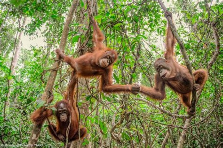 Are sumatran orangutans herbivores?