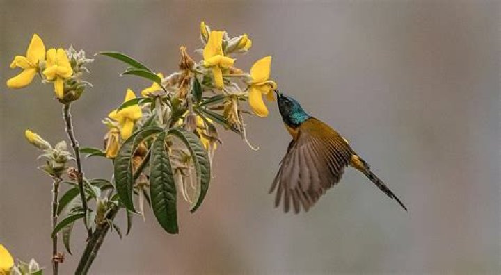 Are sunbirds related to hummingbirds?