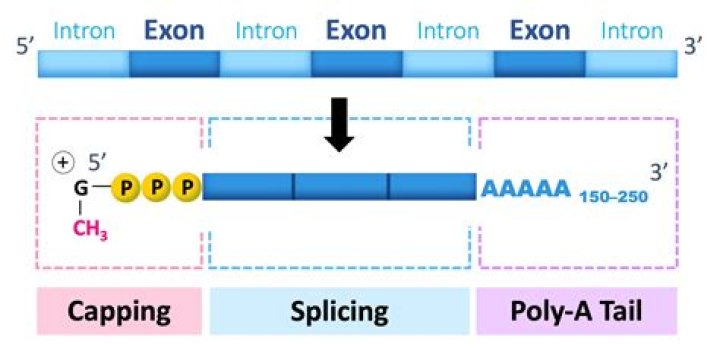 Are there introns in prokaryotes?